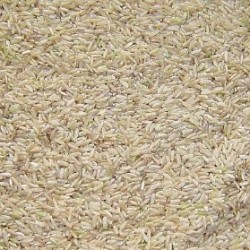 BIO Rýže jasmínová - na váhu