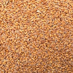 BIO pšenice - na váhu